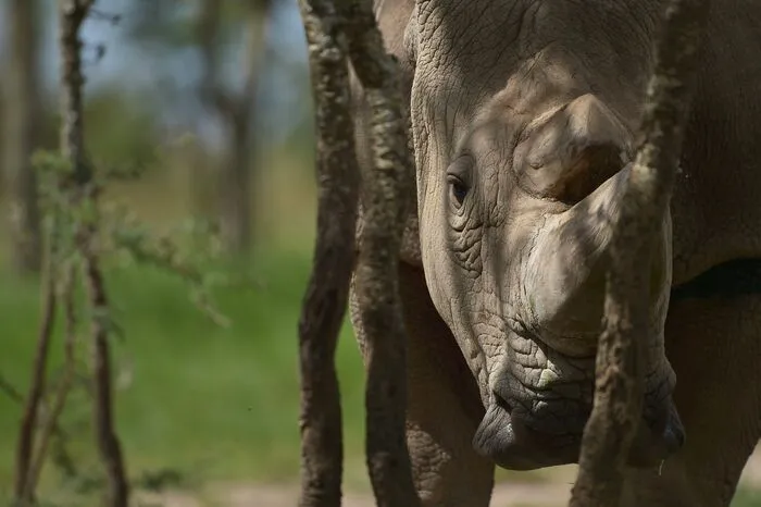 Nach Sudans Tod gibt es weltweit nur noch zwei Tiere dieser Unterart des Breitmaulnashorns, Sudans Tochter und Enkelin.