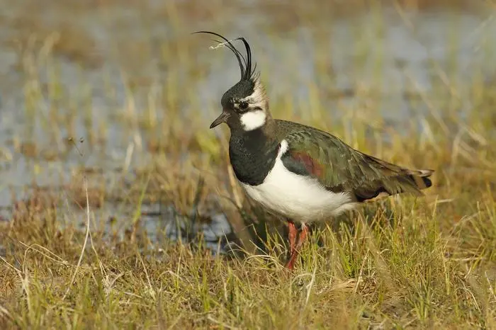 Der Kiebitz, bekannt für sein "kiju-wit", war einst ein (Feucht-) Wiesenbewohner