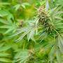Der festgenommene Drogendealer soll Cannabisblüten im Wert von 12.000 Euro verkauft haben.