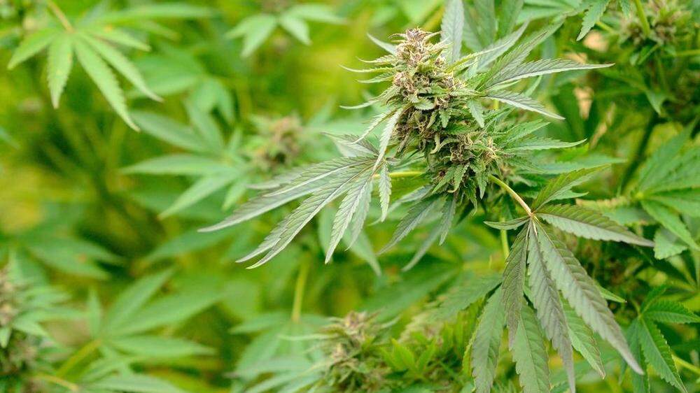 Der festgenommene Drogendealer soll Cannabisblüten im Wert von 12.000 Euro verkauft haben.