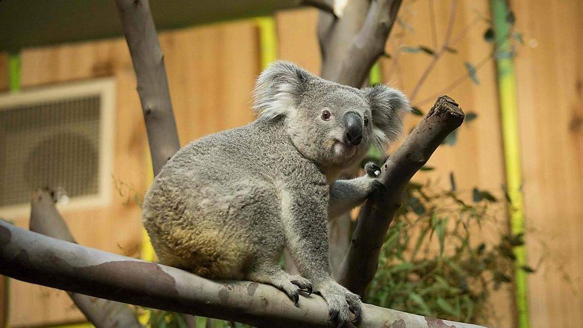 Sujetbild Koala