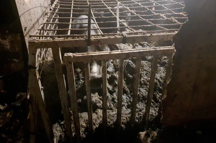 Sie sollen für Hundekämpfe gezüchtet und trainiert worden sein und teils Elektrohalsbänder getragen haben.