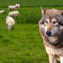 Der Wolf verhaut 2500 Schafen heuer möglicherweise den Almsommer
