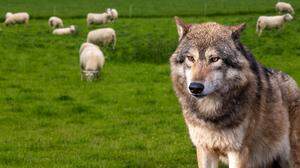 Der Wolf verhaut 2500 Schafen heuer möglicherweise den Almsommer