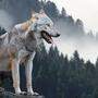Die neue Wolfsverordnung für Kärnten wurde präsentiert