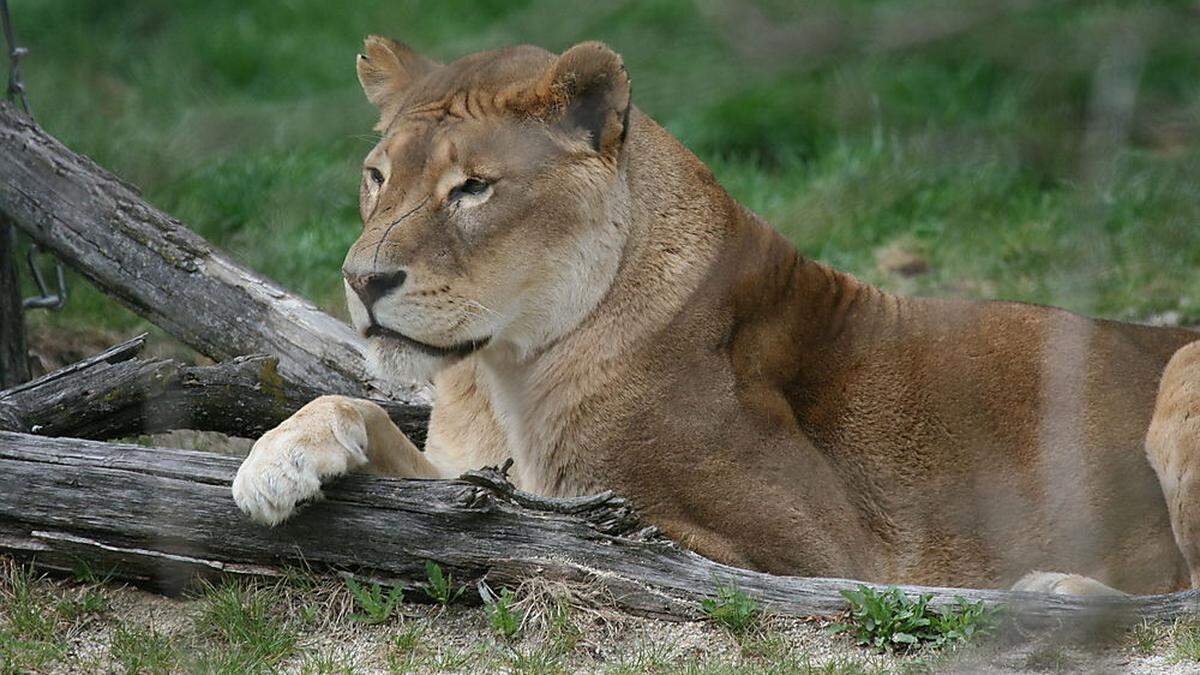 Brutus, der Löwe ohne Mähne, ist tot