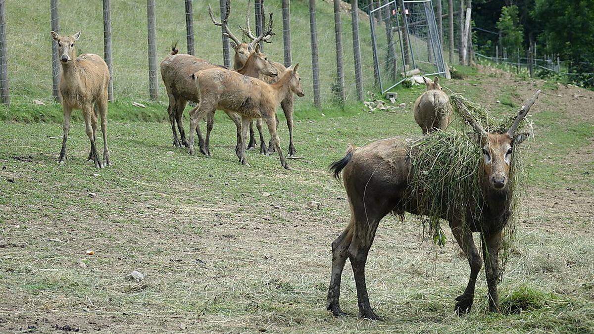 Das Gras auf dem Geweih soll den Hirsch mächtiger mache