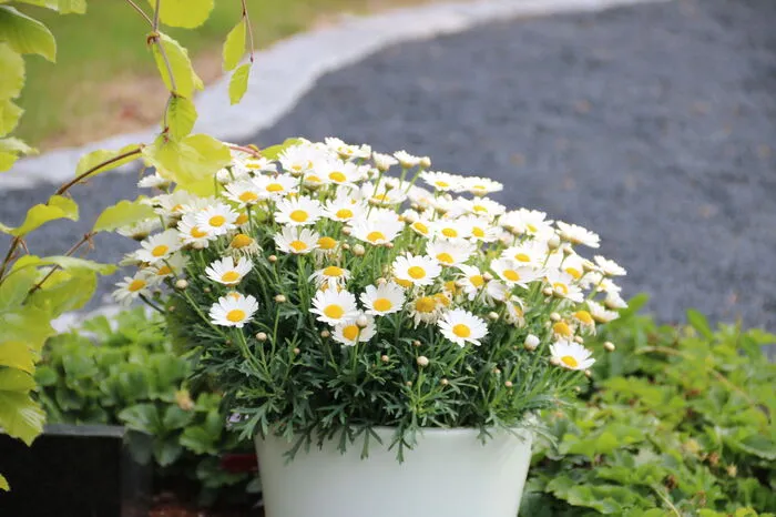 Margeriten – gepflückt und als Blumenstock. Ebenfalls ein Klassiker zum Muttertag: In vielen (überdüngten) Wiesen sind sie verschwunden, aber als Topfpflanze sind Margeriten in neuen, robusteren Sorten gefragt wie nie.