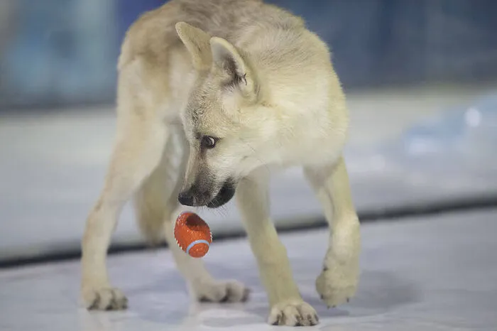 Die Spenderzellen stammten von der Haut eines wilden Polarwolfs namens "Maya" aus Kanada, ausgetragen hat das Wolfskind eine Beaglehündin, berichtete die Nachrichtenagentur Xinhua am Donnerstag.