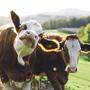 Exterieur und Interieur: Kühe gelten körperlich als robust, sind aber sehr sensibel