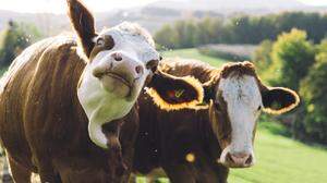 Exterieur und Interieur: Kühe gelten körperlich als robust, sind aber sehr sensibel