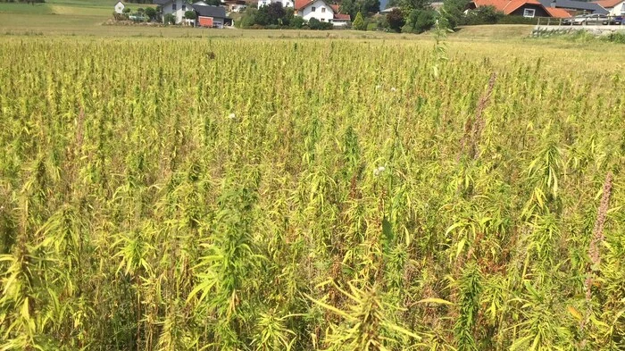 Auf rund 2,2 Hektar Ackerfeld baut Textilfabrikant August Mayer in Seeboden THC-arme Hanfsorten an