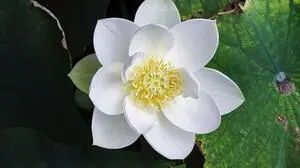 Die Superkraft der Blumen