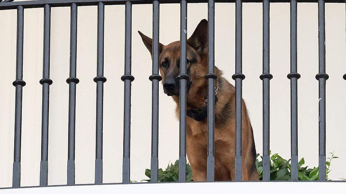 &quot;Commander&quot;, der Hund von US-Präsident Biden, am Balkon des Weißen Hauses