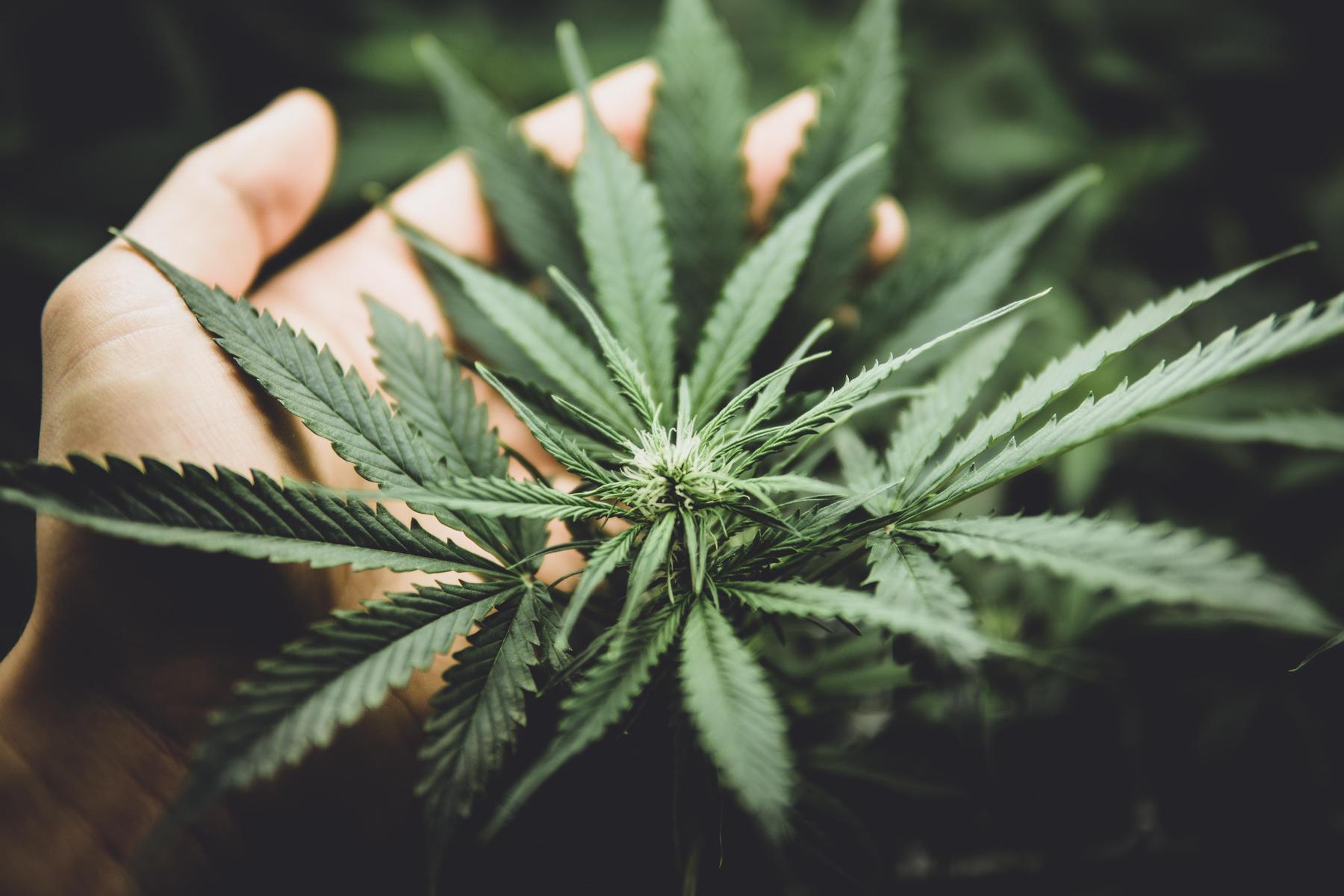 16 Gläubiger betroffen: Kärntner Cannabis-Unternehmen nach Streit pleite