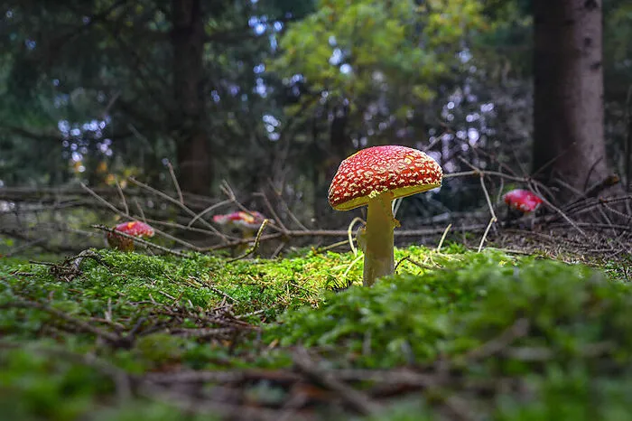 Wer sich bei einem Pilz nicht zu 100 Prozent sicher ist, sollte diesen lieber stehen lassen.