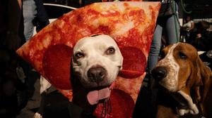 34. Hunde Halloween Parade in New York