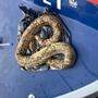 Die Schlange wurde von einer Bootsstreife geborgen