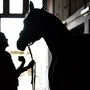 Reitpferde waren aus der Stallanlage entlaufen (Sujetbild)