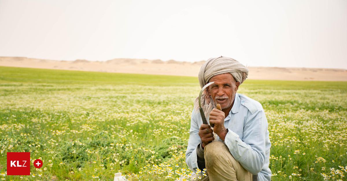 Spektakul-rer-Erfolg-Ein-Steirer-bringt-die-W-ste-gyptens-zum-Bl-hen