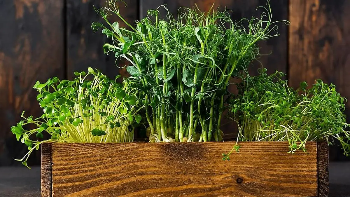 Microgreens kann man auf kleinstem Raum ziehen
