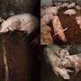 Bilder aus dem Video, das der Verein gegen Tierfabriken im Vorjahr  an die Öffentlichkeit brachte