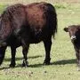 Die Yak-Kuh (Symbolbild) wollte vermutlich ihr Kalb beschützen