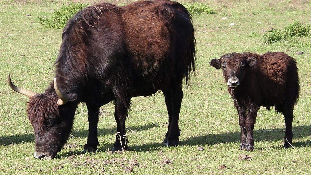 Die Yak-Kuh (Symbolbild) wollte vermutlich ihr Kalb beschützen