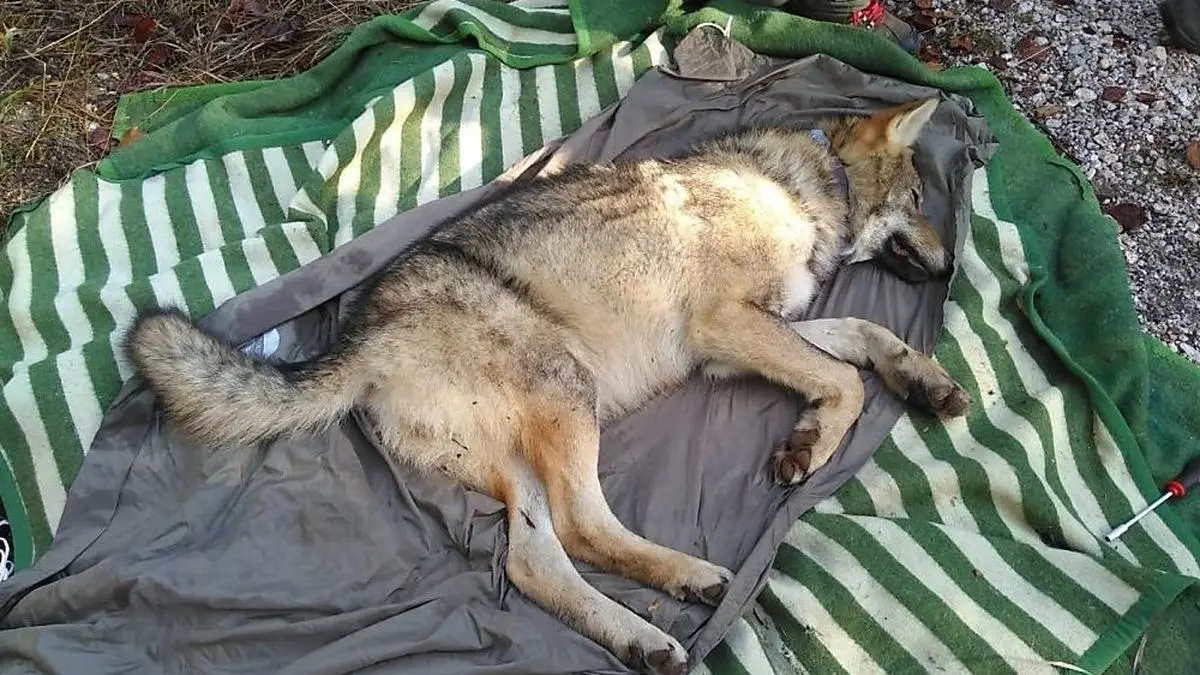 Der Wolf hatte sogar einen Namen, er hieß Jelko
