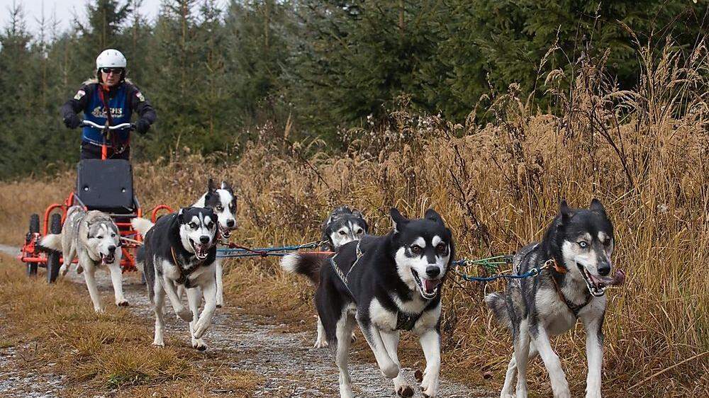Sylvia Perl mit ihren Hunden beim Rennen in Ottenschlag