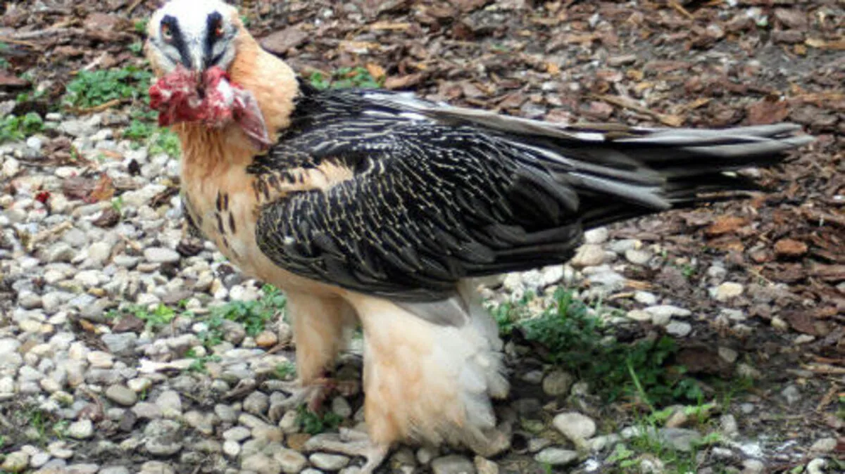 Der Bartgeier mit einer Flügelspannweite von bis zu 2,9 Metern ist der größte Greifvogel der Alpen