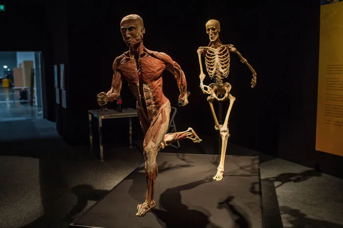 Über 200 Exponate sind zu sehen, darunter mehrere Ganzkörperplastinate: Im Bild: Der Staffelläufer