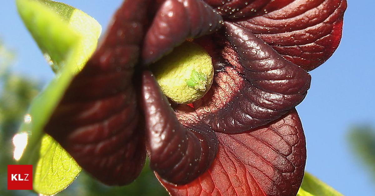 Gärtnern im Klimawandel 10 robuste Pflanzen im Porträt