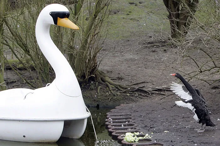 Auch in Deutschland sorgte ein ungewöhnliches Paar lange für Schlagzeilen. Der schwarze Trauerschwan Petra hatte sich in ein Tretboot verliebt, das die Form eines weißen Schwans hatte.