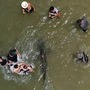 Mutige Strandbesucher wagten sich am Dienstag ganz nah an die Raubfische heran, um die aus dem flachen Wasser ragenden Flossenspitzen zu fotografieren und Selfies zu machen