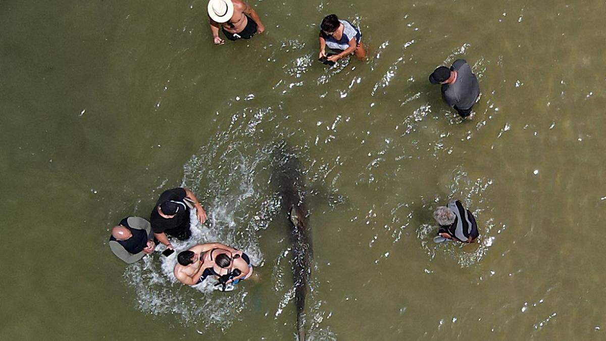 Mutige Strandbesucher wagten sich am Dienstag ganz nah an die Raubfische heran, um die aus dem flachen Wasser ragenden Flossenspitzen zu fotografieren und Selfies zu machen