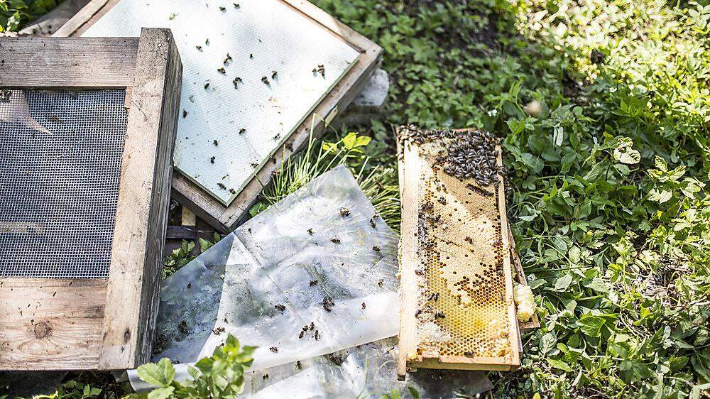 Im Mai wurden in der Gemeinde Maria Rain Bienenstöcke geplündert (Archivbild)