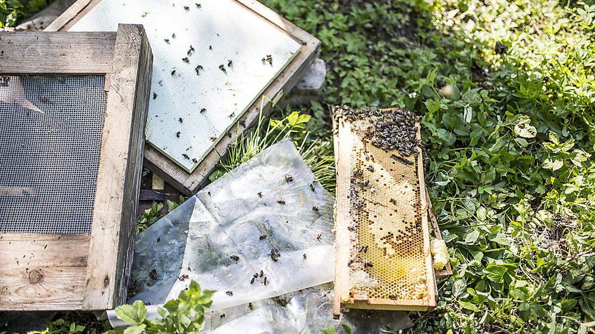 Im Mai wurden in der Gemeinde Maria Rain Bienenstöcke geplündert (Archivbild)