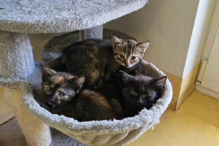 Diese entzückenden Babys warten im Tierheim Kobenz.