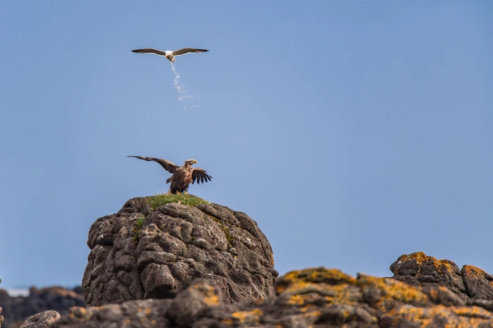 Ein Seeadler wird von einer Möwe genervt