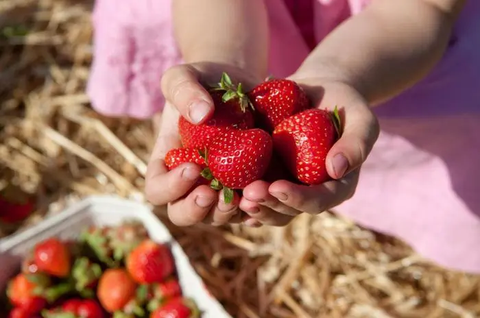 Erdbeeren Familie Dörfler Maria Saal, beim Herzogstuhl, Erdbeerland, Bio-Erdbeeren, Erdbeerfeld,Sujet
