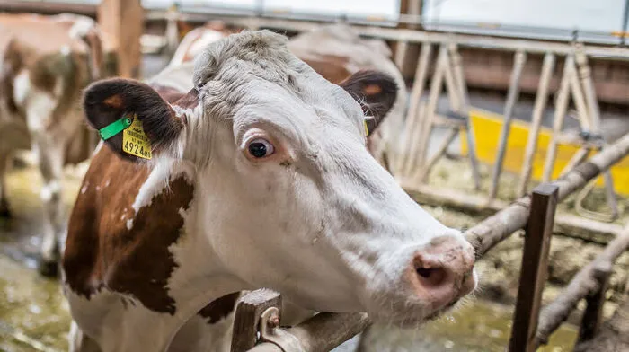 Bio-Milch bringt mehr Ertrag. Die Auflagen für die Bauern sind allerdings höher