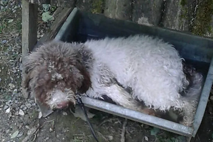 An den heißen Tagen braucht jeder eine Abkühlung. Bei einem Besuch im Tierpark Herberstein legte sich Emma, der Hund von Gabriele Schwarz gleich in die Hundetränke rein, als daraus zu trinken. Abkühlung muss eben manchmal einfach sein.