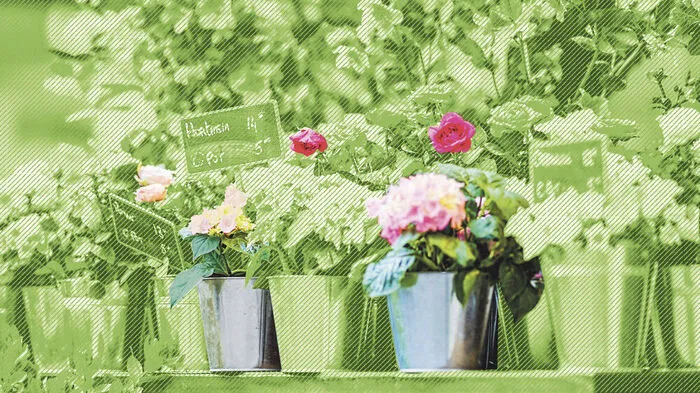 Bei Schnittblumen geht der Trend Richtung bio