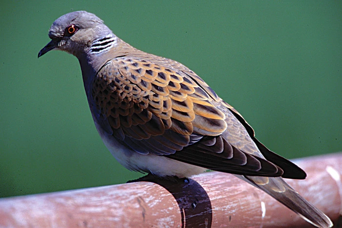 Die 'markant gurrenden' Turteltauben (Streptopelia turtur) wurden von BirdLife Österreich zum Vogel des Jahres ernannt, um auf ihren rasanten Schwund aufmerksam zu machen: Seit der Jahrtausendwende sind die Turteltauben um zwei Drittel weniger geworden. Schuld daran sei der Verlust ihrer Lebensräume: strukturreiche Wald- und Feldränder.
