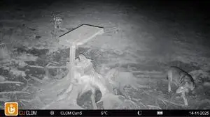 Auf dem Bild der Wildkamera ist der Wolf gut zu erkennen