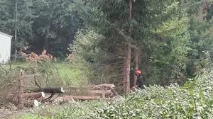 Baum für Baum fällt - für die Anrainer "traurig und ein Drama" 