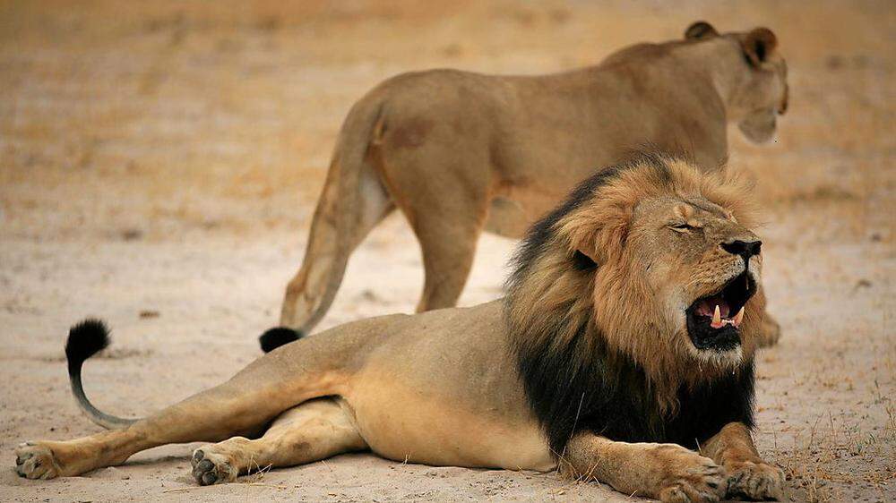 Löwe Cecil wurde im Juli getötet
