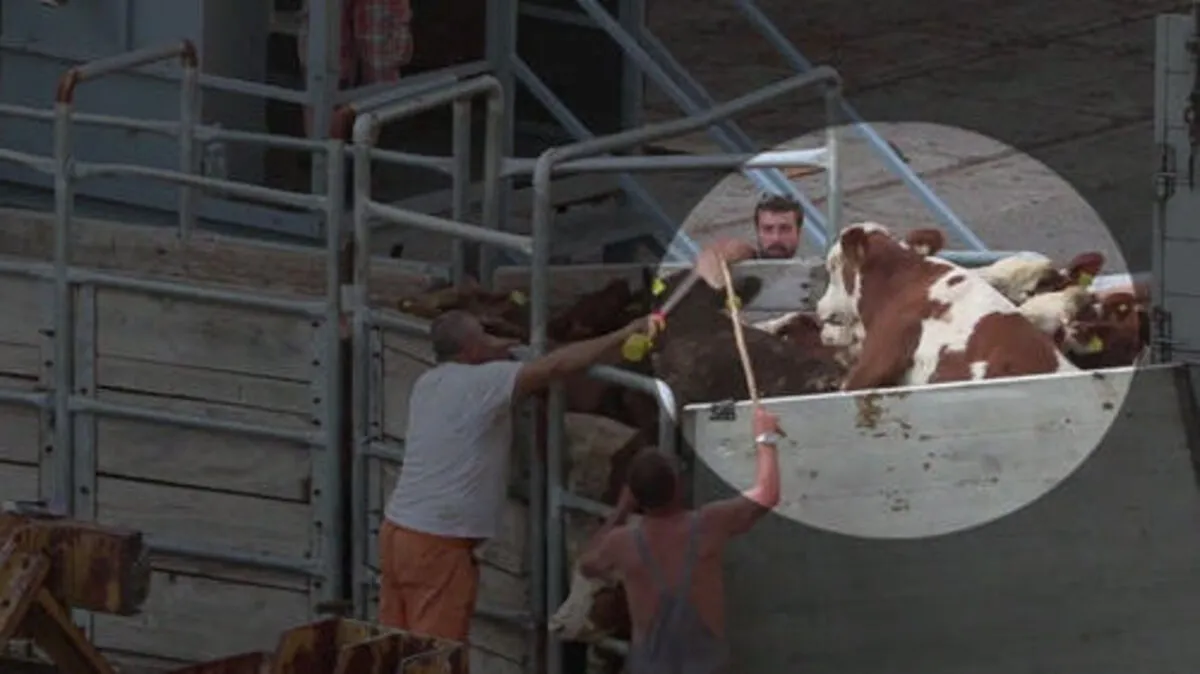 Österreichische Kälber leiden große Qualen im Ausland