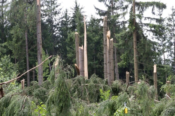 Starke Sturmschäden wurden auch aus dem Raume Höhwirt auf der Althofener Straße zwischen Althofen und Guttaring gemeldet.